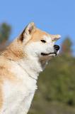 AKITA INU 044